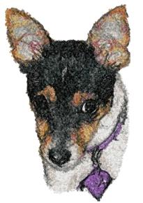 Rat Terrier