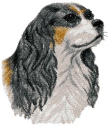 Cavalier King Charles Spaniel