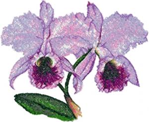 Fairy Slipper Orchid
