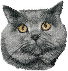 British Shorthair Cat