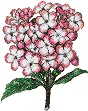 Luculia