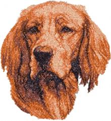 Irish Setter