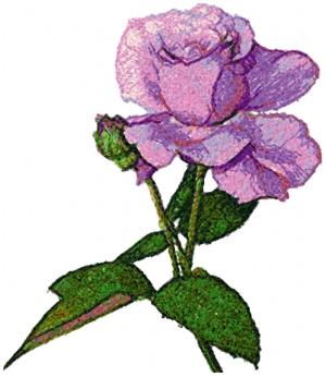 Lavender Beauty Rose