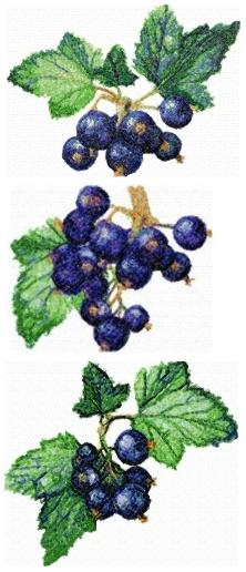 Black Currant