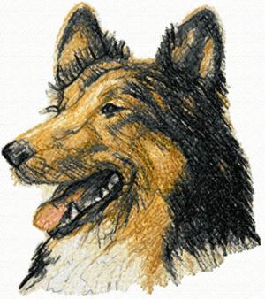 Shetland Sheepdog