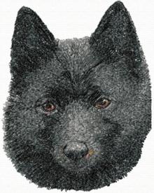 Schipperke