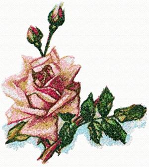 Bridal Pink Rose