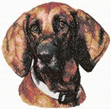 Redbone Coonhound