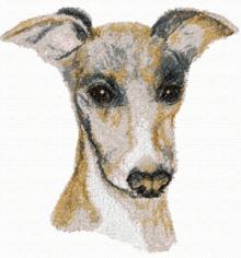 Italian Greyhound