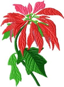 Poinsettia