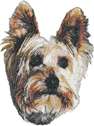 Silky Terrier (Australian Silky Terrier)