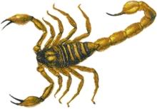 Chinese Golden Scorpion