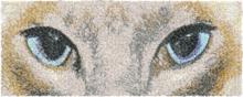 Siamese Cat Eyes