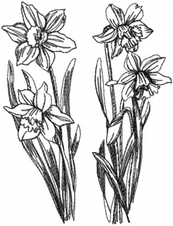 Daffodil Set