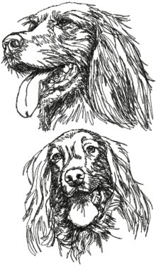 Irish Setter Set