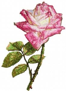 Raspberry Ruffle Rose