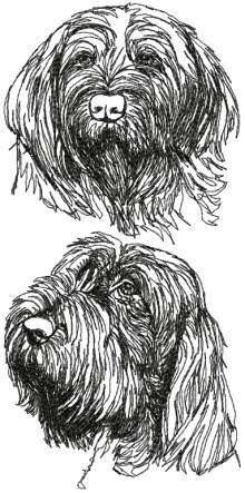 Spinone Italiano (Italian Wire-haired Pointer) Set