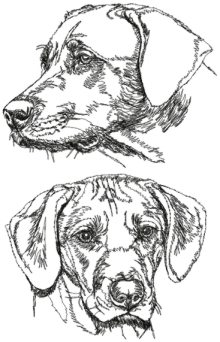 Rhodesian Ridgeback (African Lion Dog) Set