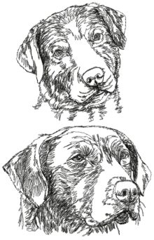 Chesapeake Bay Retriever Set