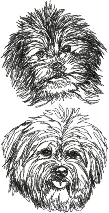 Havanese Set