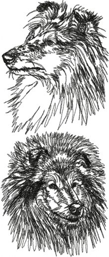 Collie (Rough Collie) Set