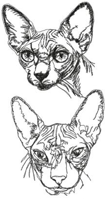 Sphynx Cat 