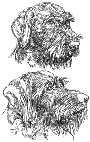 German Wirehaired Pointer Set