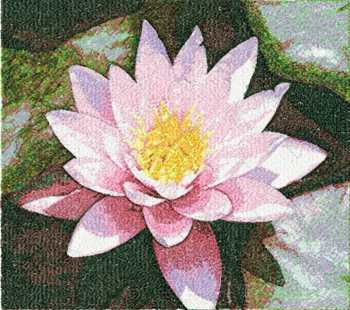 Flower Portraits: Lotus