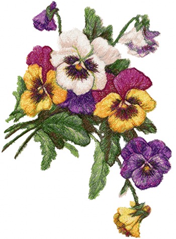 Pansies