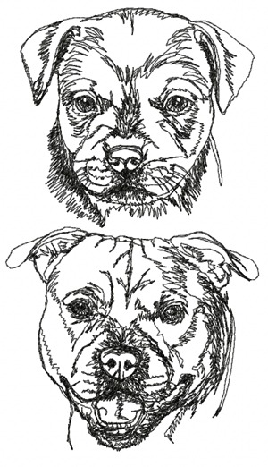 English Staffordshire Bull Terrier