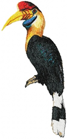 Great Hornbill (Calao Bird)