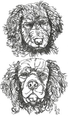 Curly Coated Retriever Set (Curly Set)