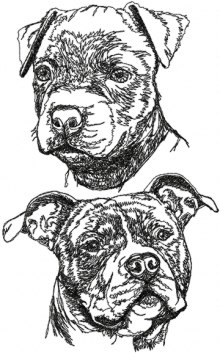 American Staffordshire Terrier (Staffy) Set
