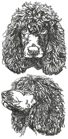 Irish Water Spaniel Set