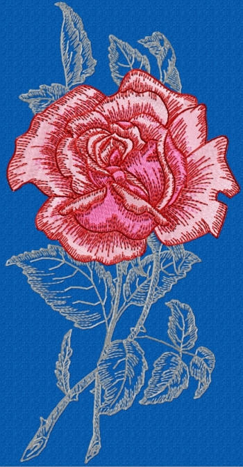 Spanish Garden Rose