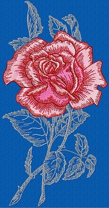 Spanish Garden Rose