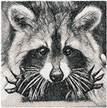 Raccoon