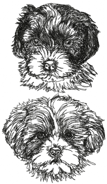 Shichon (Zuchon) Set