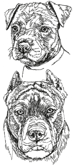 American Pit Bull Terrier (Pittie) Set