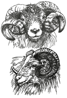 Scottish Blackface Sheep Set