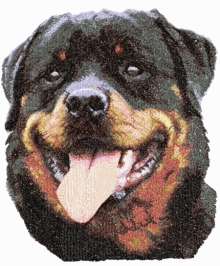 Rottweiler