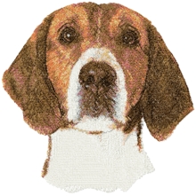 English Foxhound