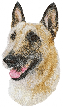 Belgian Laekenois (Belgian Shepherd)