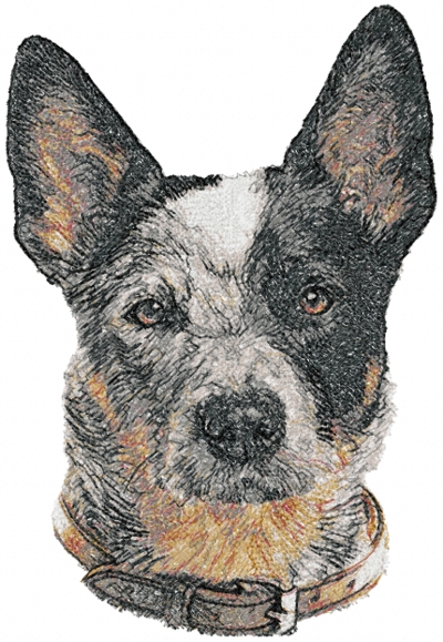 Australian Cattle Dog