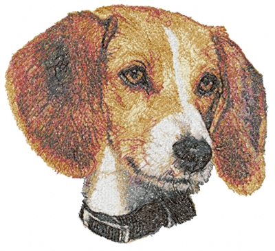 American Foxhound