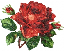 Red Freedom Rose