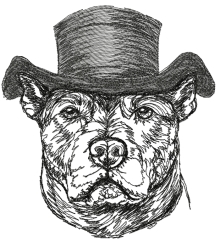 American Staffordshire Terrier in a Hat