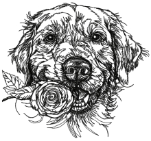 Golden Retriever with Rose