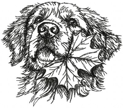 Golden Retriever with Maple Leaf