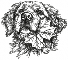 Golden Retriever with Maple Leaf